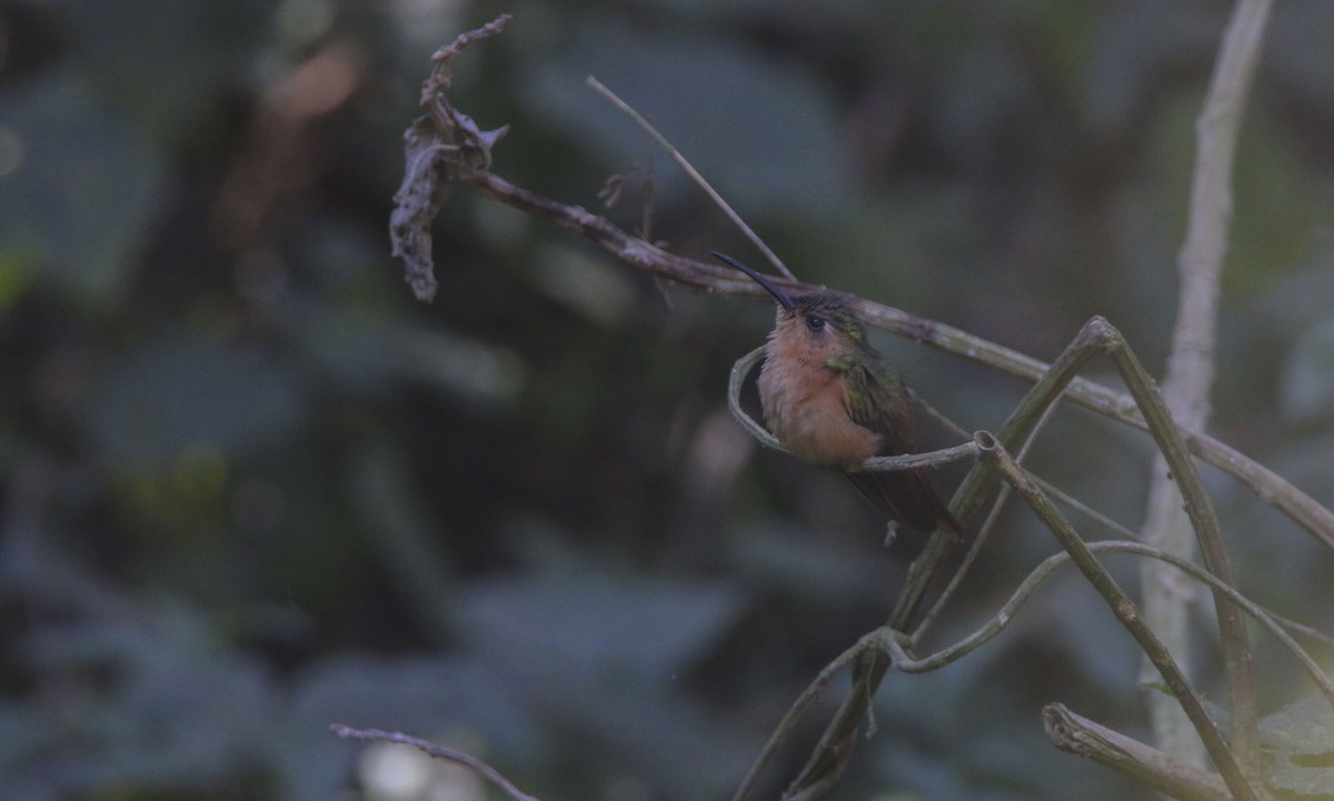 kolibřík pestroocasý - ML615985707