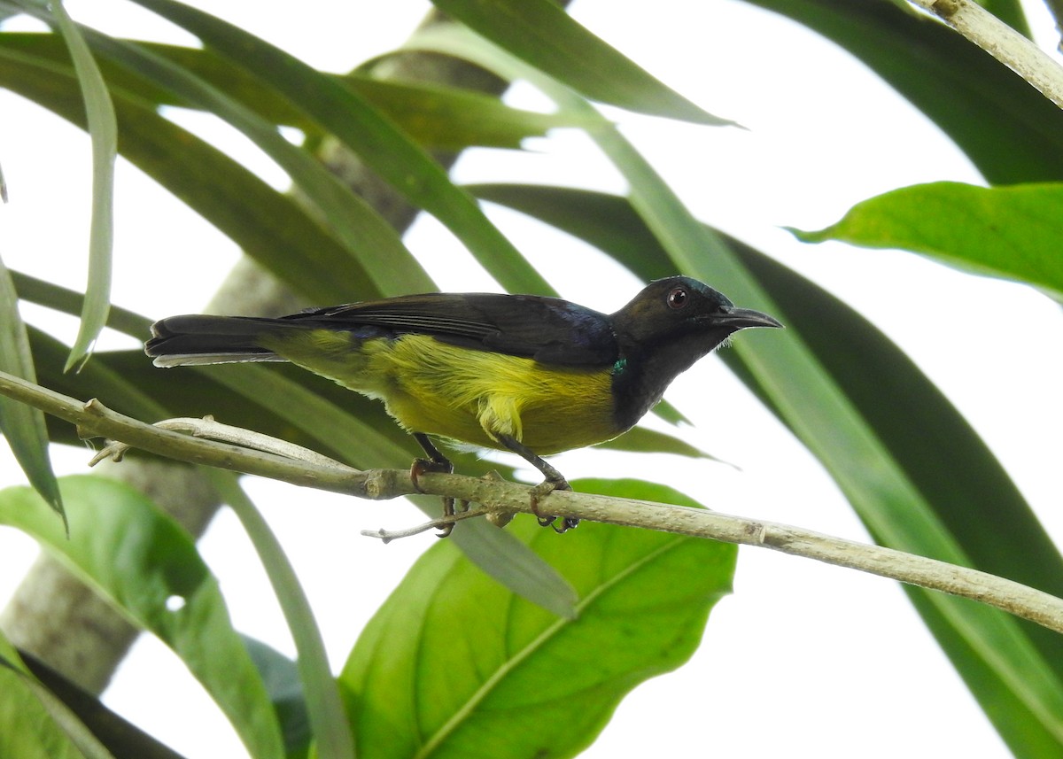 Brown-throated Sunbird - Carlos Otávio Gussoni