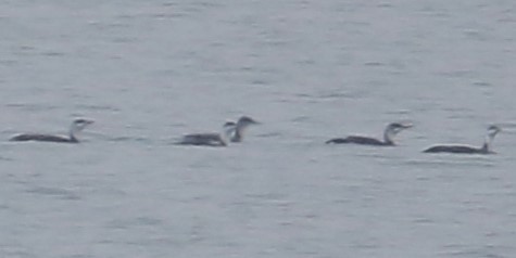 Red-throated Loon - ML615986042