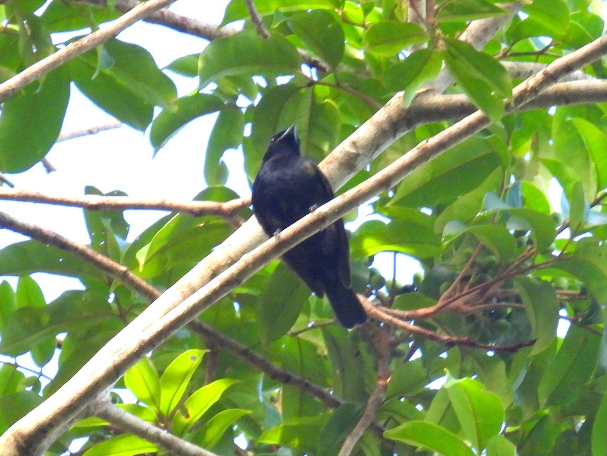 Red-shouldered Tanager - ML615986079