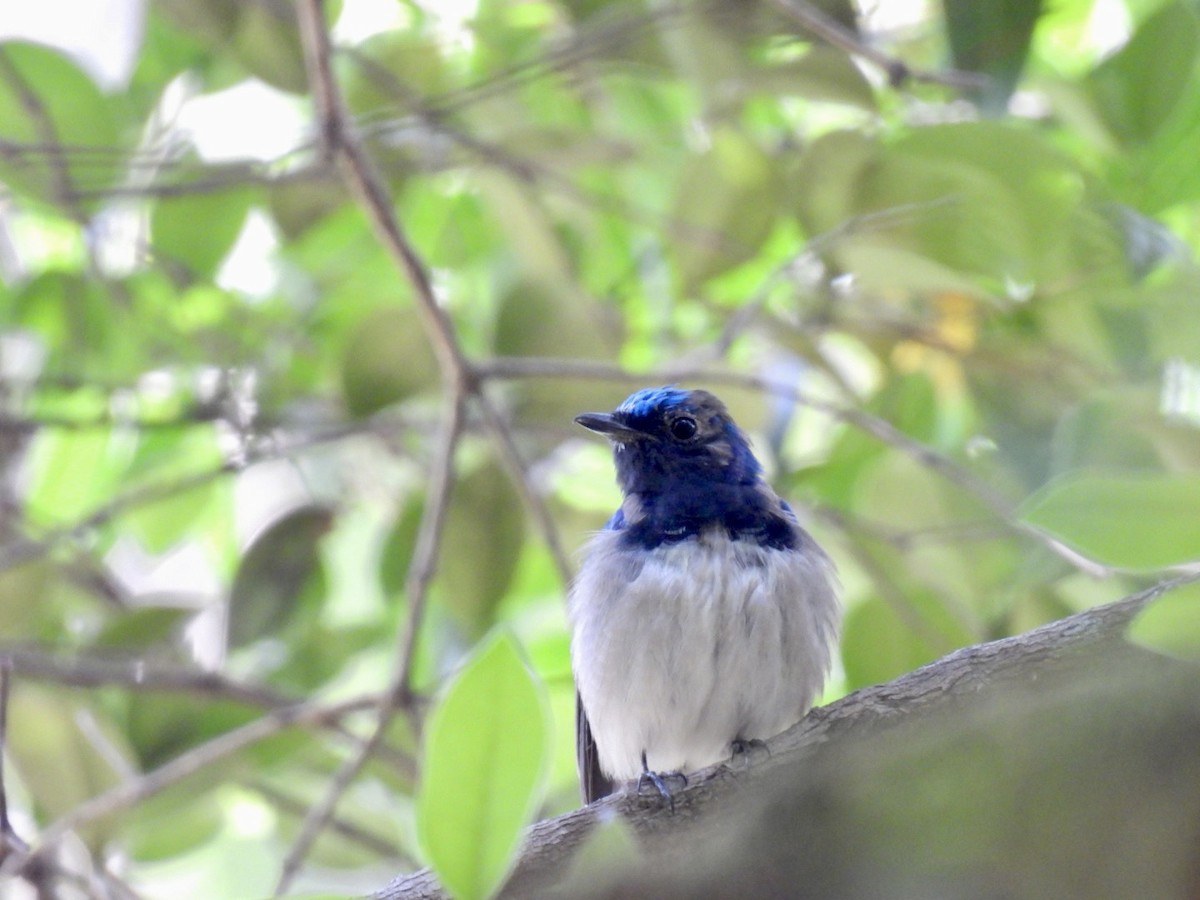 Blue-and-white Flycatcher - Sumedh Jog