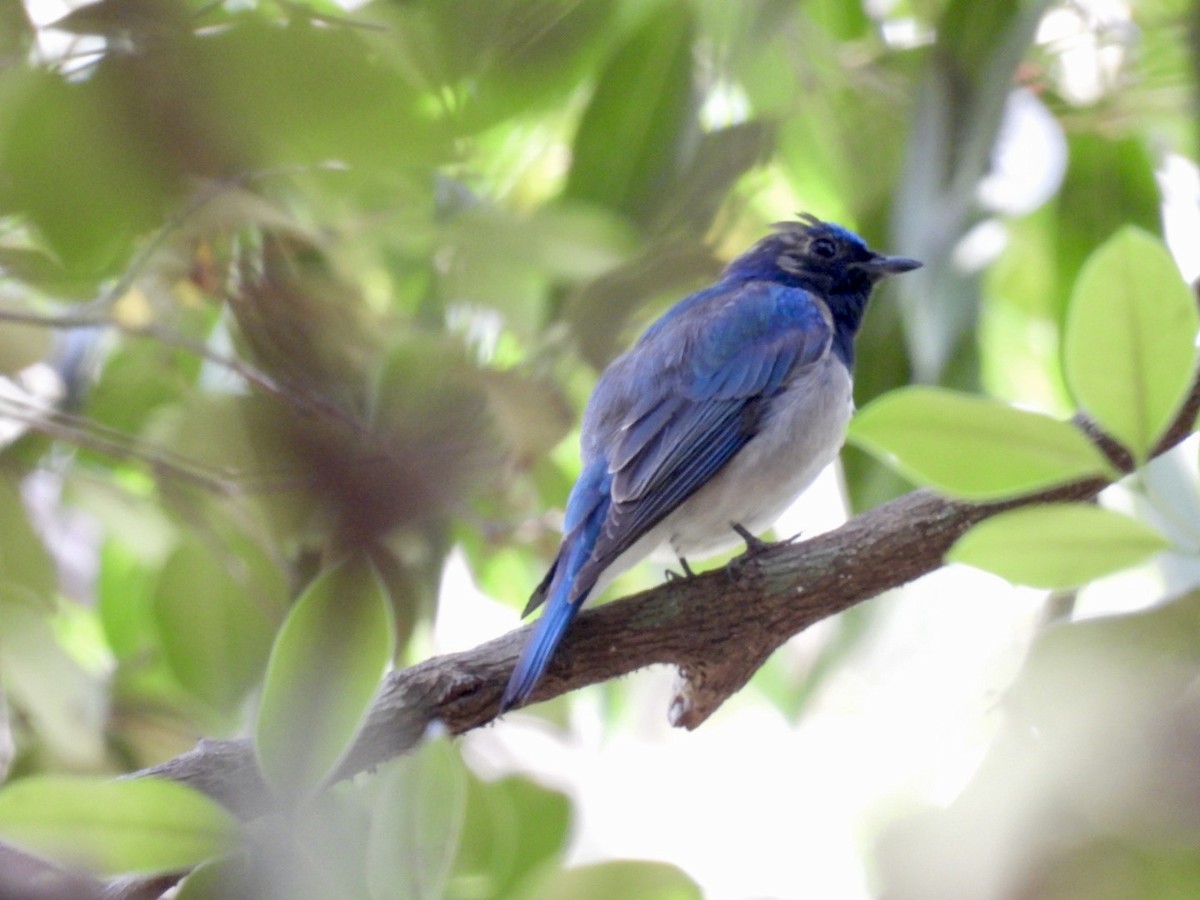 Blue-and-white Flycatcher - ML615986088