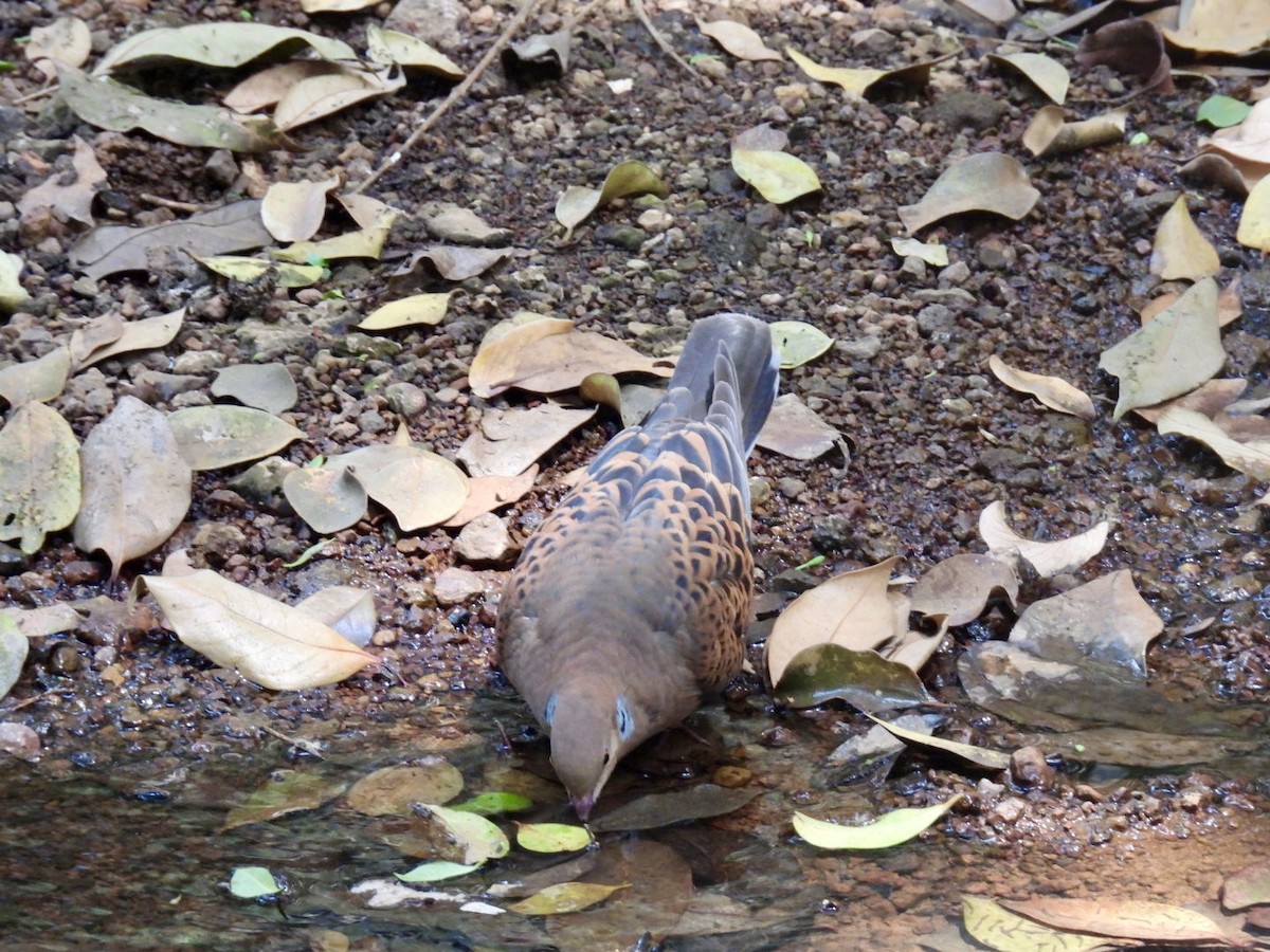 Oriental Turtle-Dove - Sumedh Jog