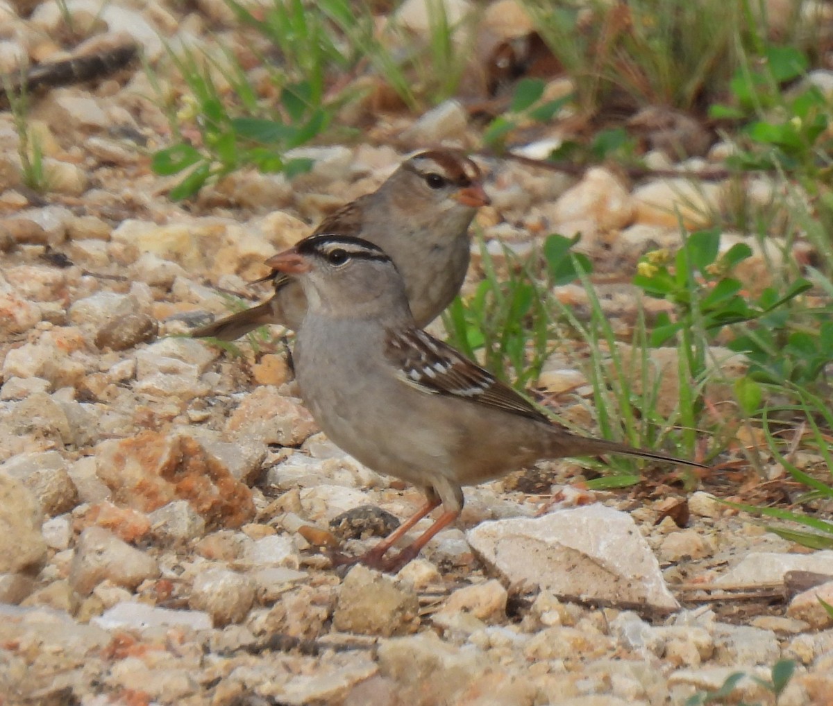 White-crowned Sparrow - ML615986228