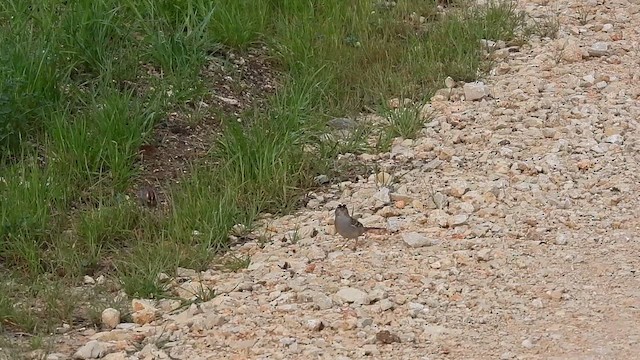 White-crowned Sparrow - ML615986246