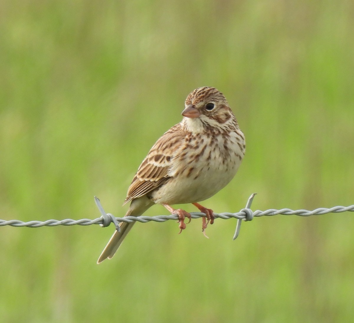 Vesper Sparrow - ML615986271