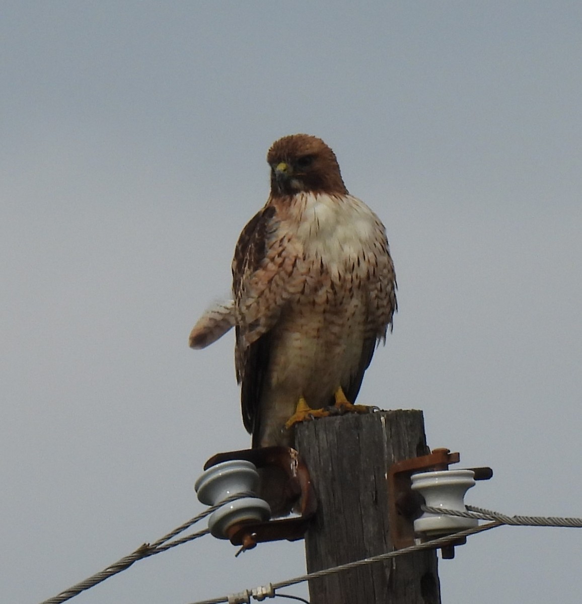Red-tailed Hawk - ML615986286