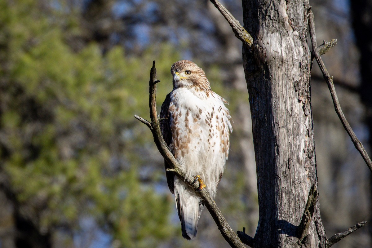 Red-tailed Hawk - ML615986291