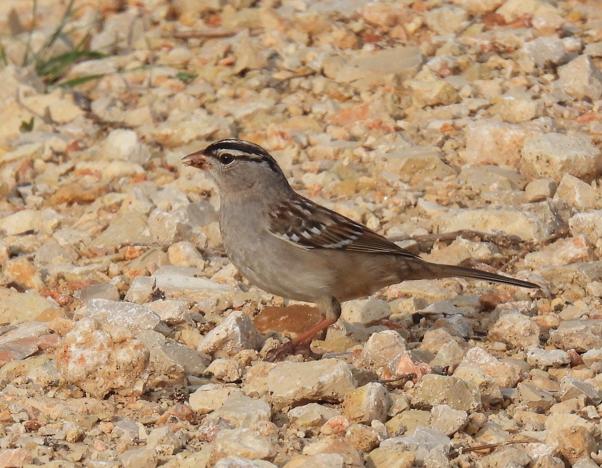 White-crowned Sparrow - ML615986299