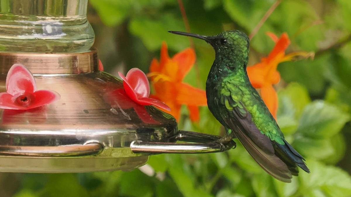 kolibřík blýskavý - ML615986330
