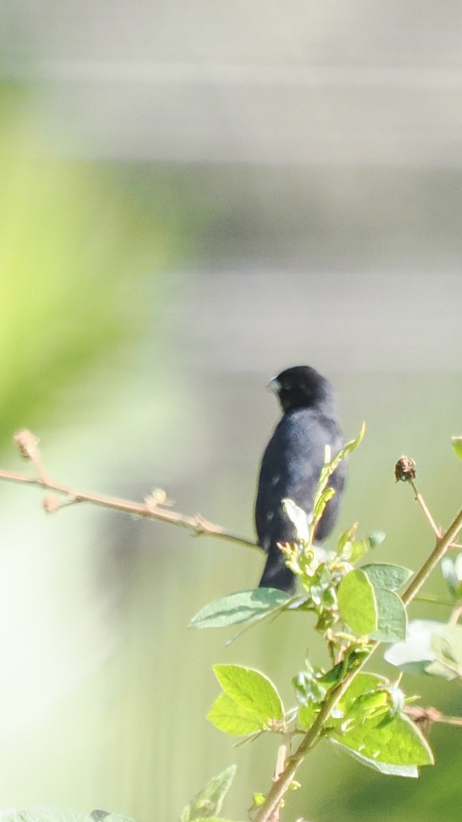 Black-and-white Seedeater - ML615986337