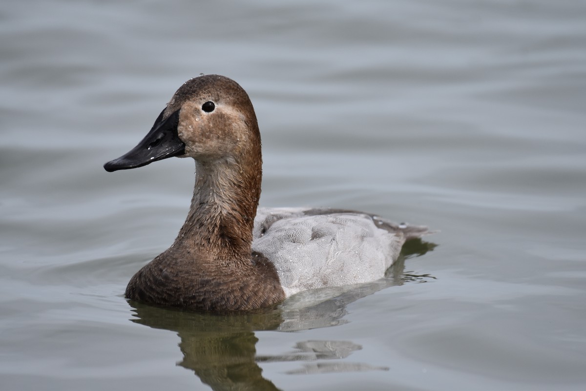 Canvasback - Laura  Wolf