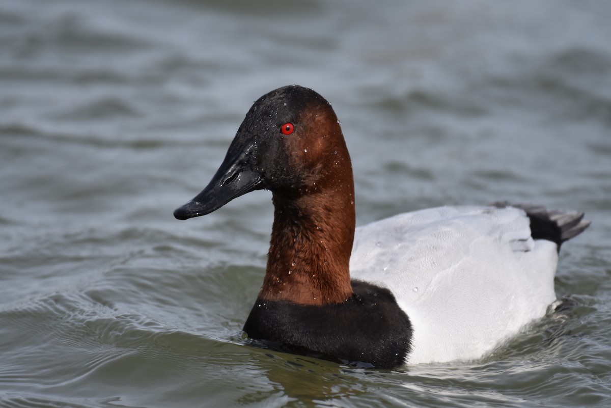 Canvasback - Laura  Wolf