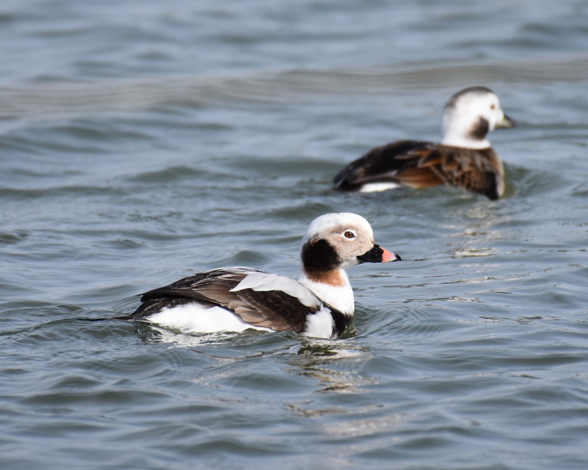 Long-tailed Duck - Laura  Wolf