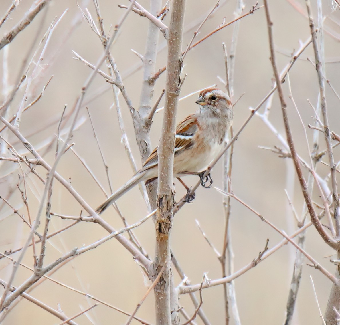 American Tree Sparrow - Elizabeth Winter