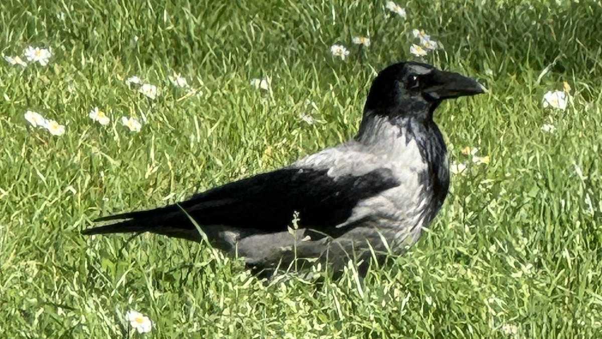 Hooded Crow (Hooded) - ML615986826