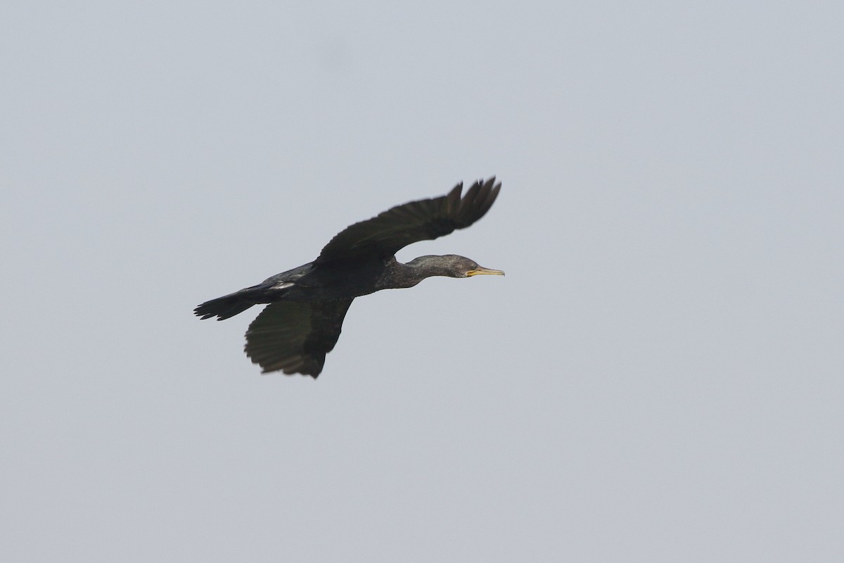 Indian Cormorant - ML615986907