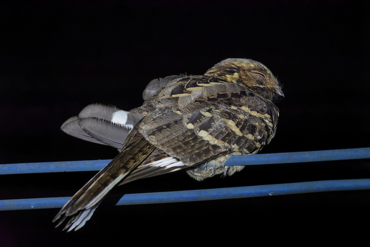 Large-tailed Nightjar - Muangpai Suetrong