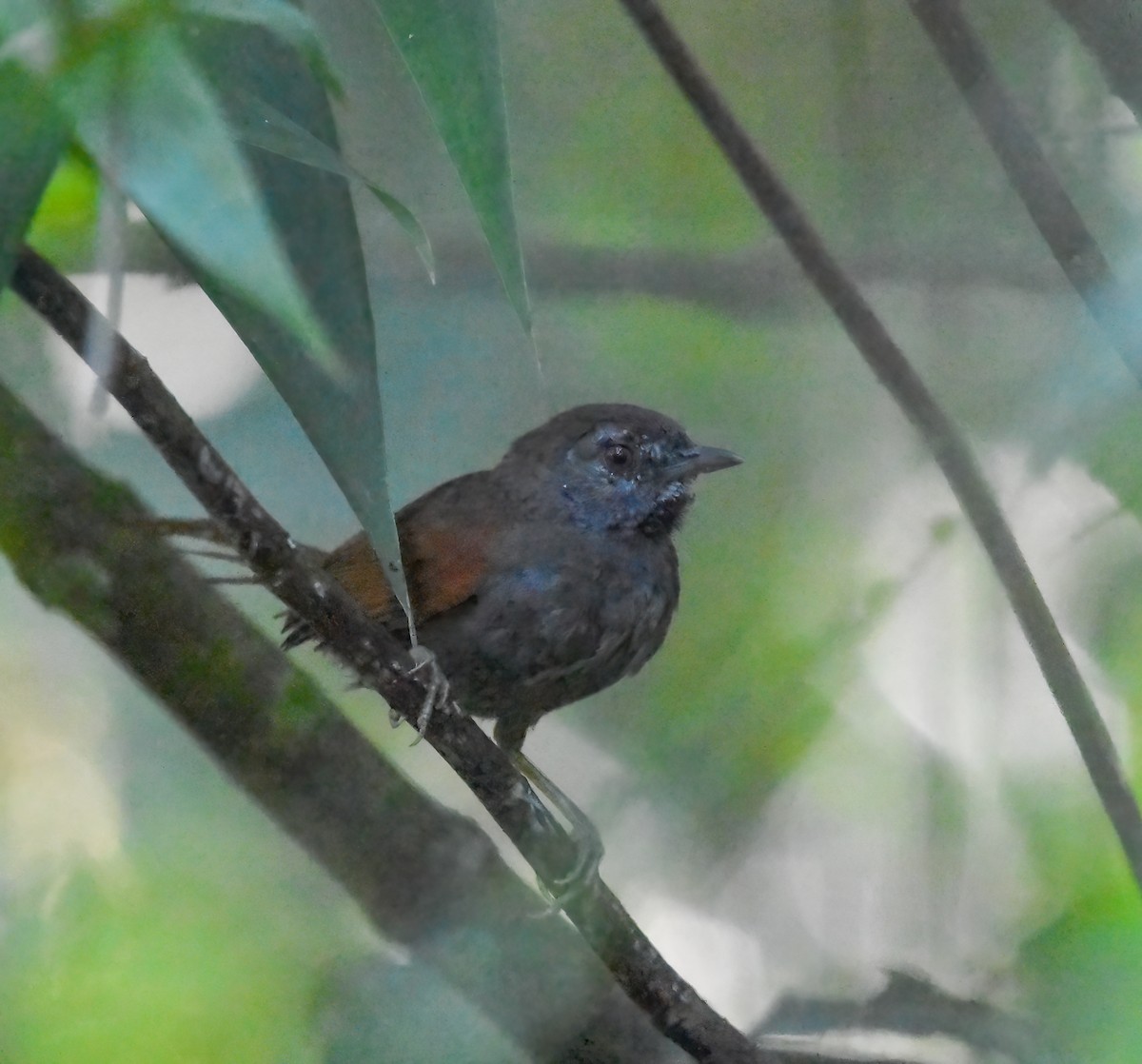 Gray-bellied Spinetail - ML615987206
