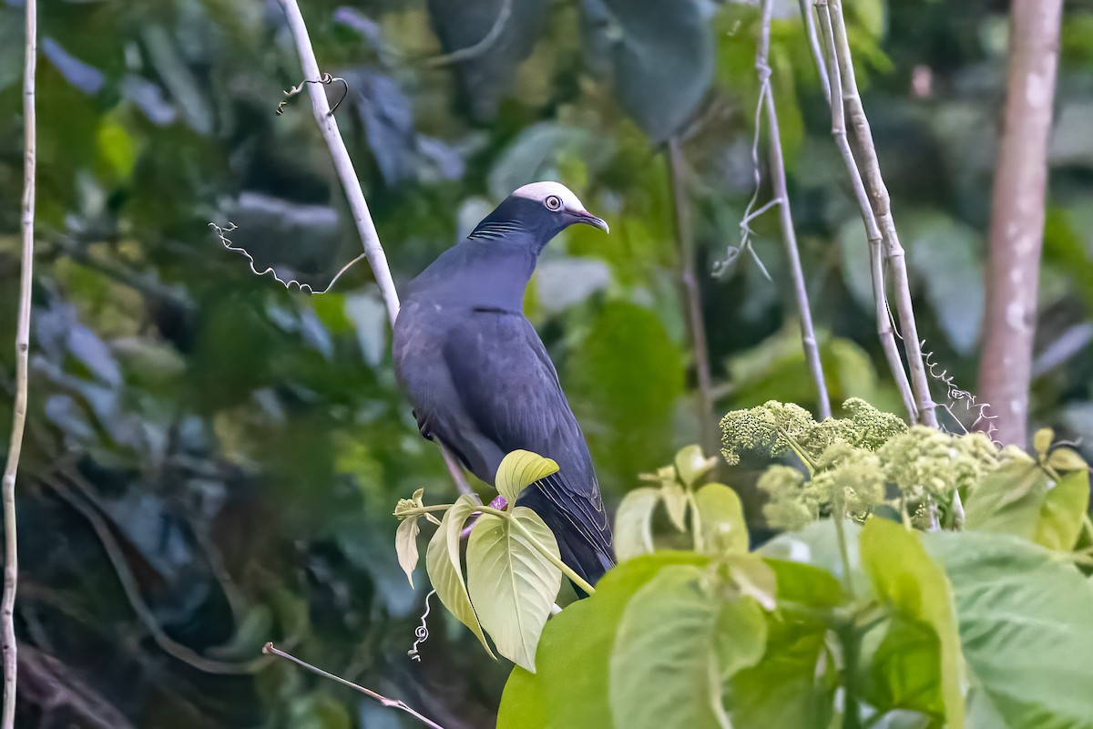 White-crowned Pigeon - ML615987210