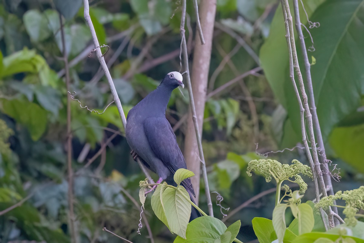 White-crowned Pigeon - ML615987211