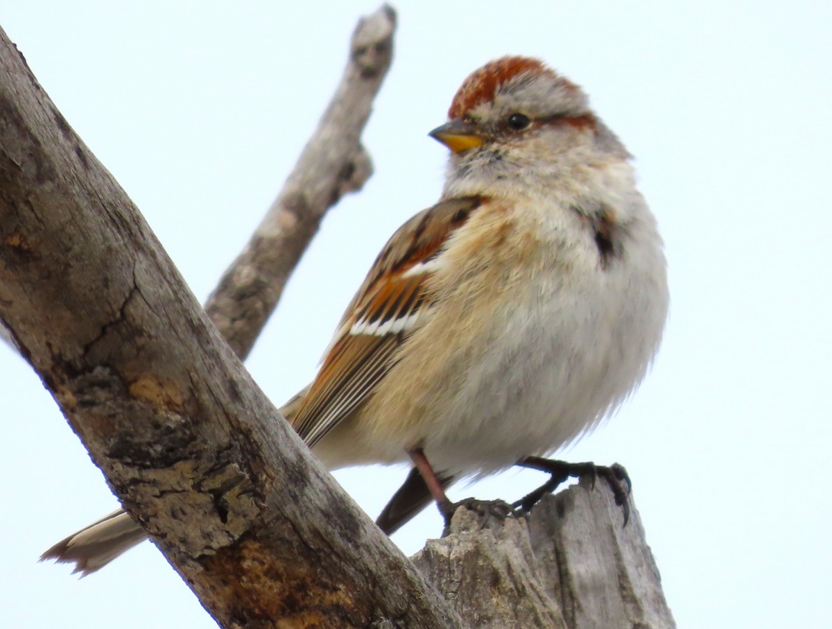 American Tree Sparrow - Larry Larson