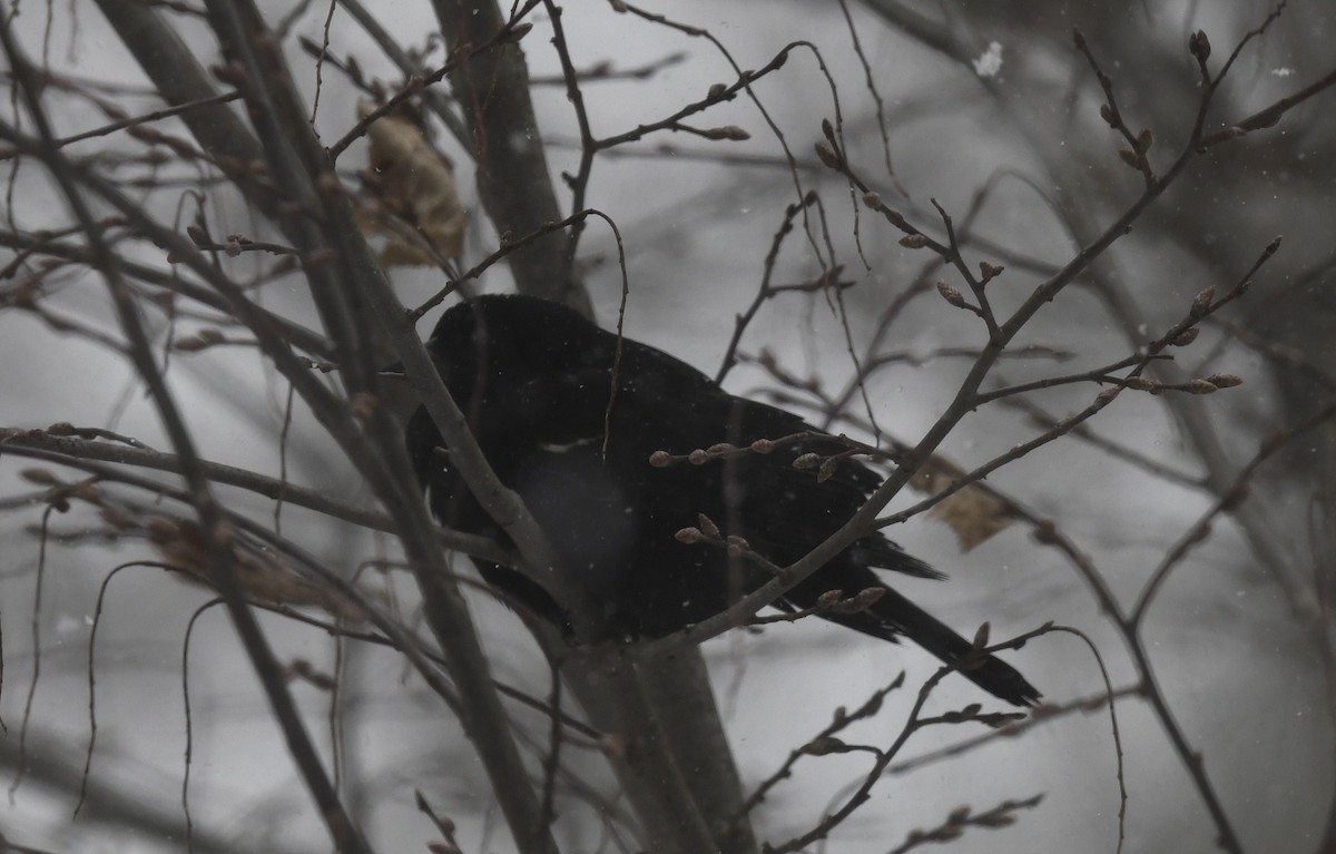 Red-winged Blackbird (Red-winged) - ML615987486