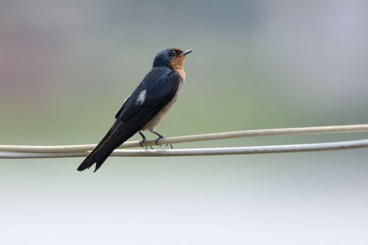 Pacific Swallow (Pacific) - ML615987816