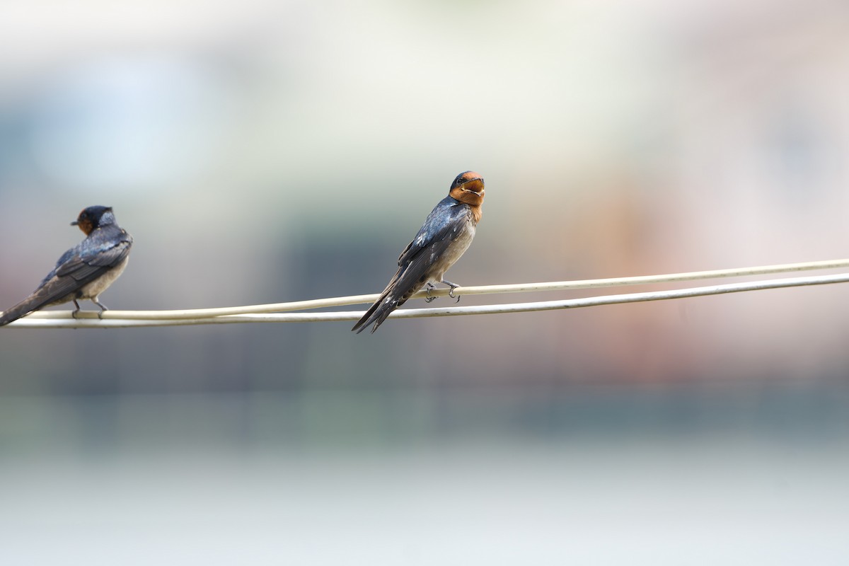 Pacific Swallow (Pacific) - ML615987818