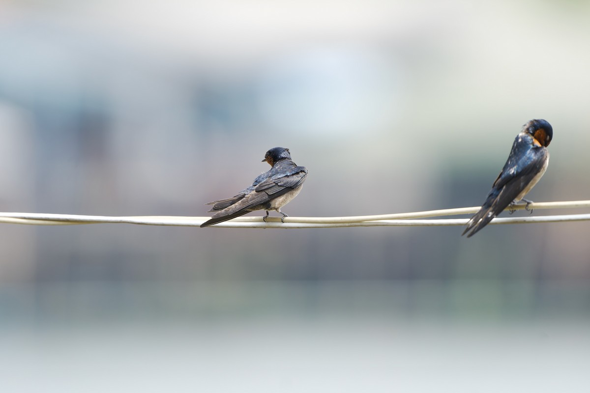 Pacific Swallow (Pacific) - ML615987819