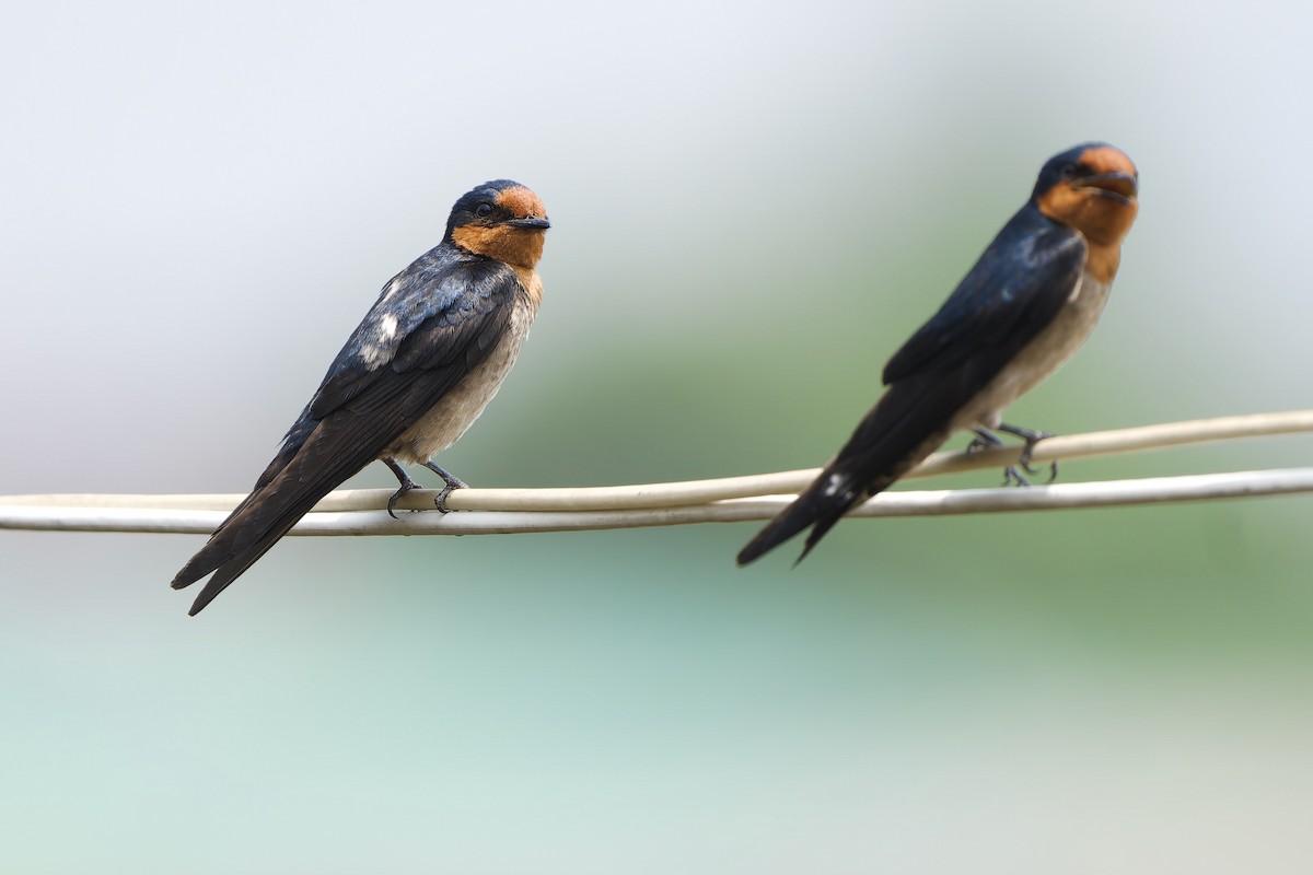 Pacific Swallow (Pacific) - ML615987821