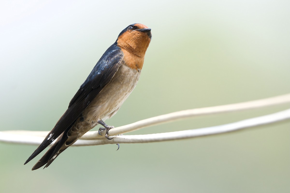 Pacific Swallow (Pacific) - ML615987822