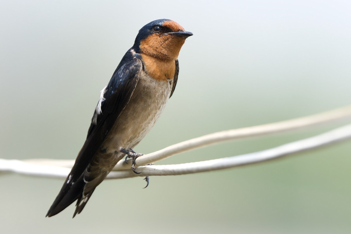 Pacific Swallow (Pacific) - ML615987823