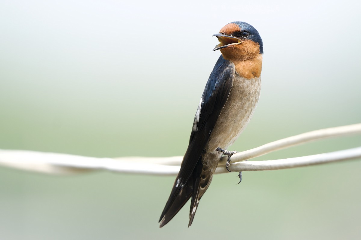 Pacific Swallow (Pacific) - ML615987824