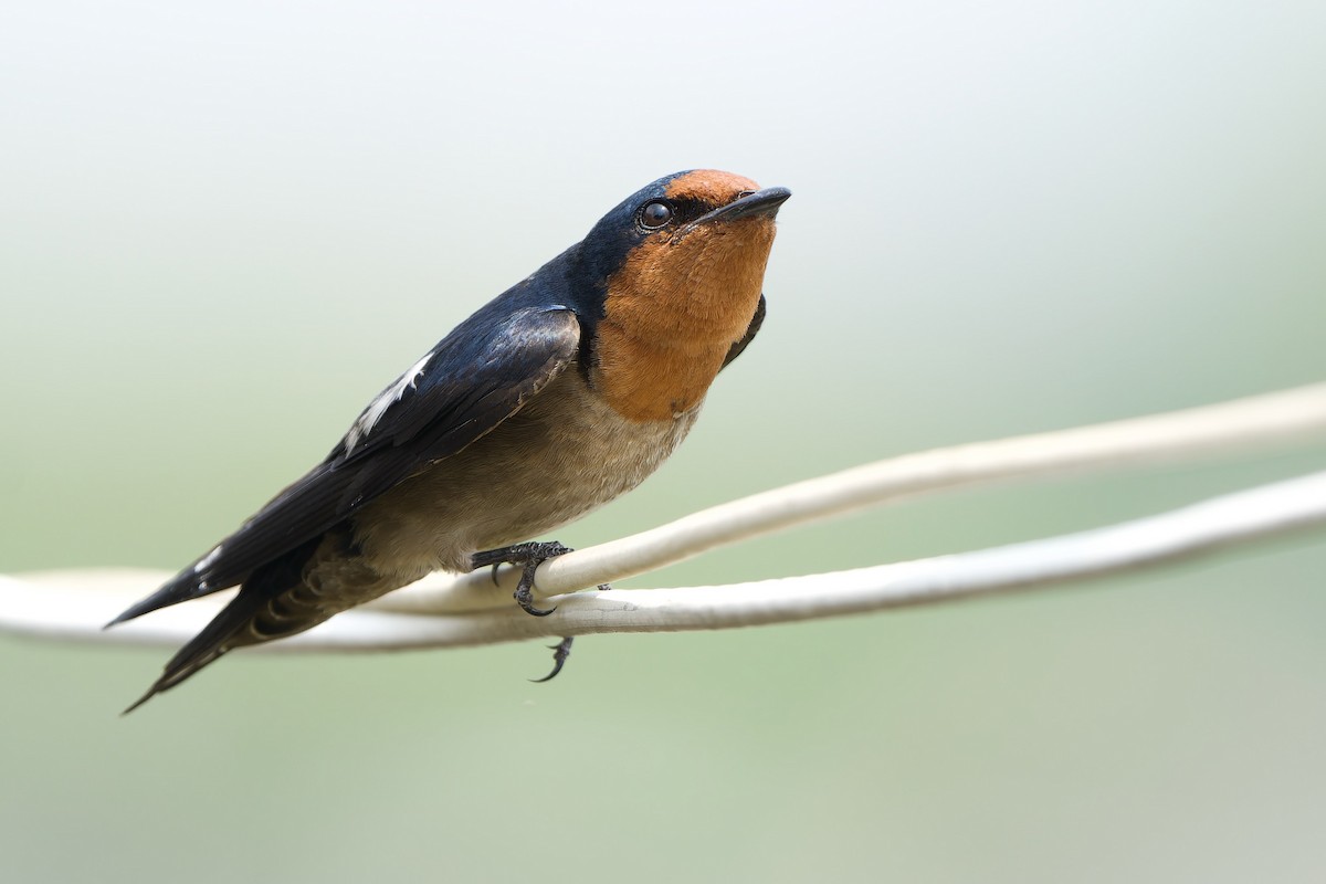 Pacific Swallow (Pacific) - ML615987825