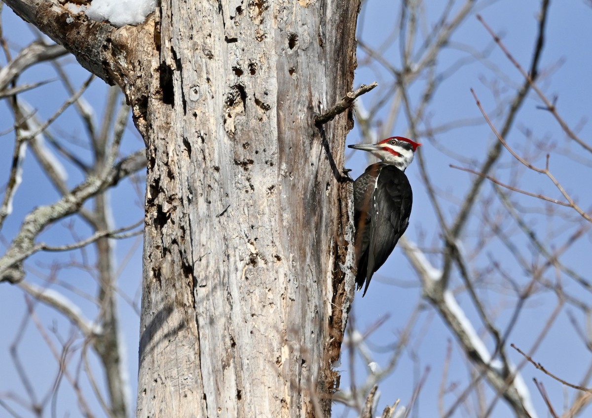 Pileated Woodpecker - ML615987926