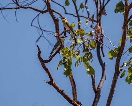 Rainbow Bee-eater - ML615988074