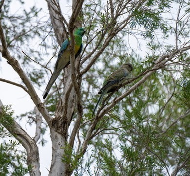 Red-rumped Parrot - ML615988147