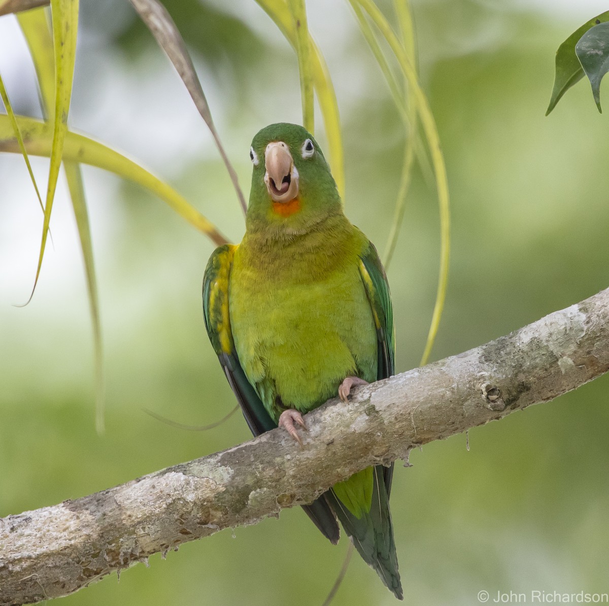 Orange-chinned Parakeet - John Richardson