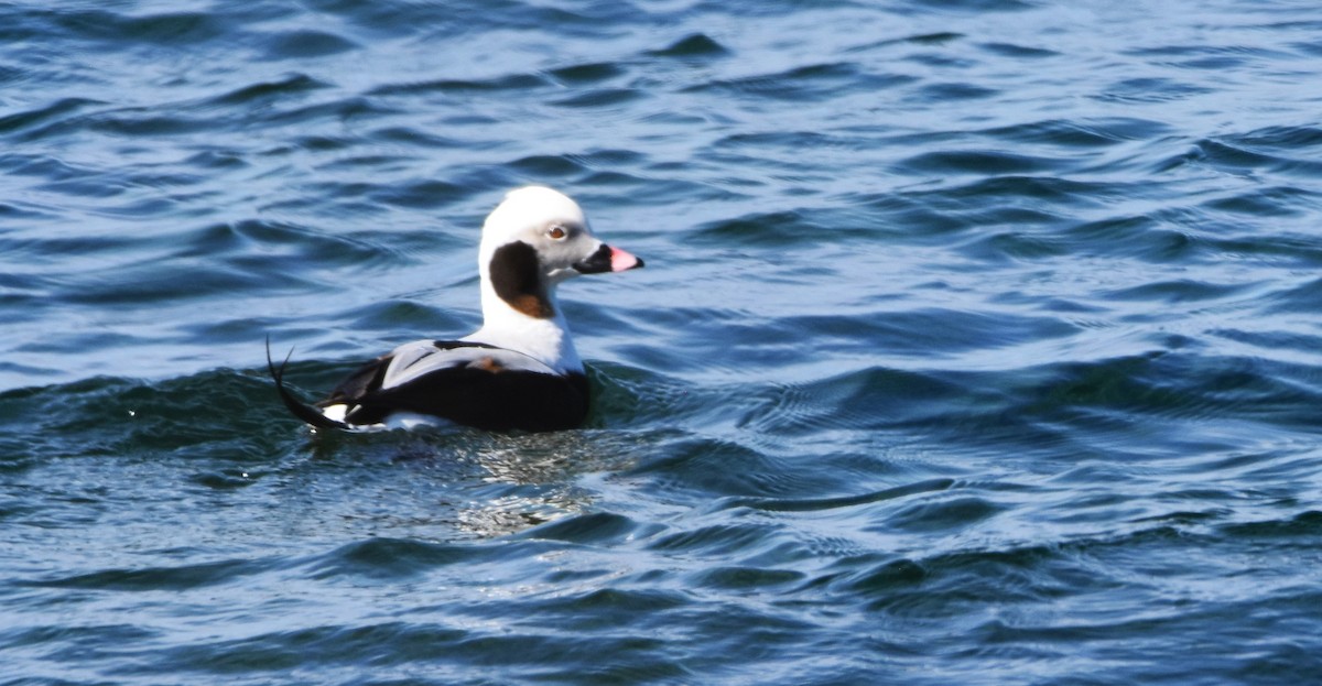 Long-tailed Duck - ML615988251
