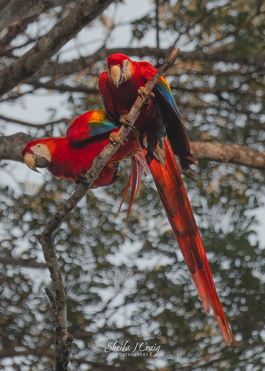 Scarlet Macaw - ML615988272