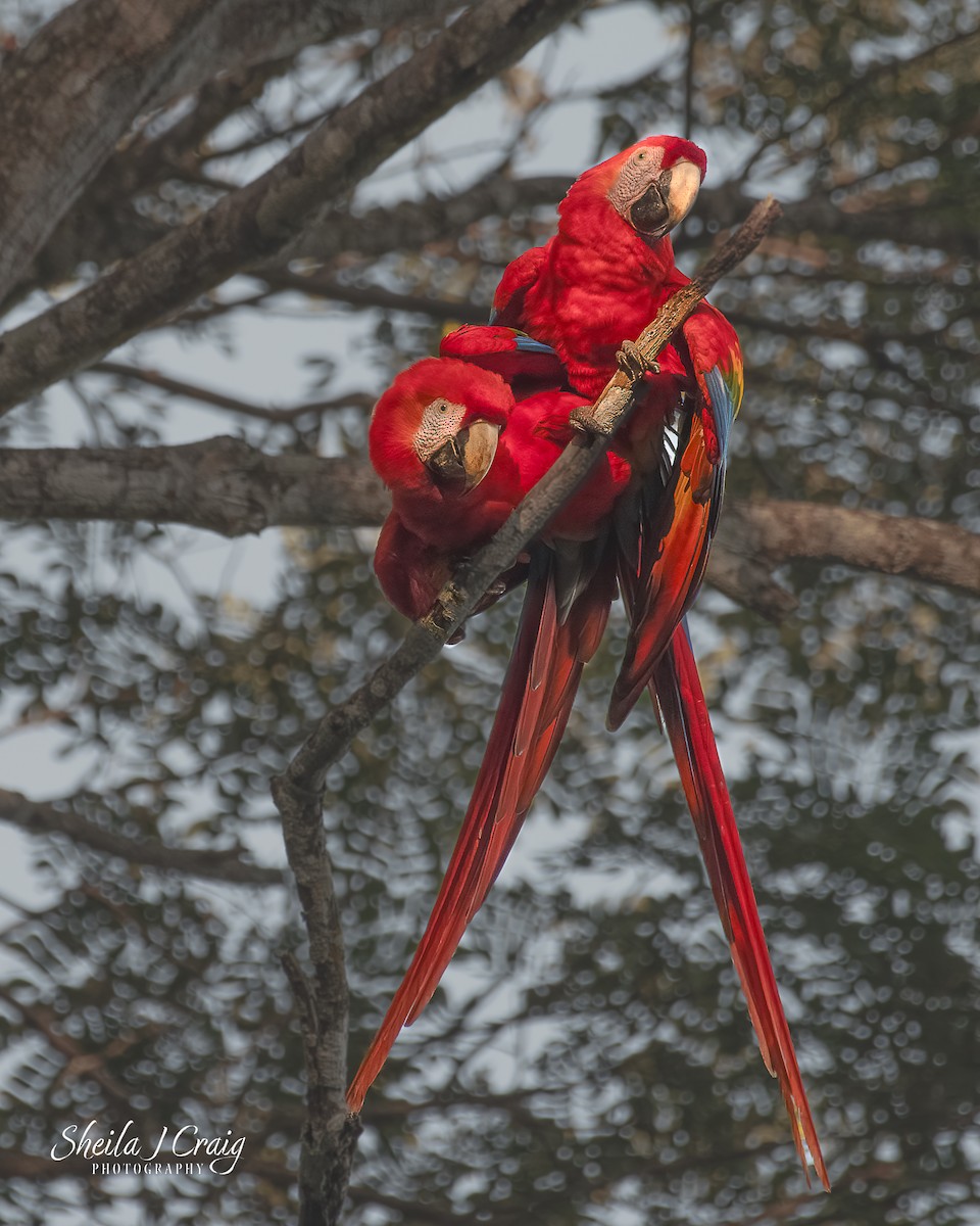 Scarlet Macaw - ML615988274