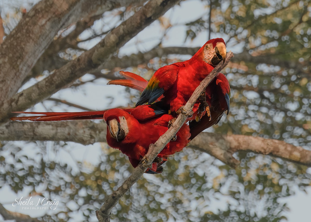 Scarlet Macaw - ML615988279