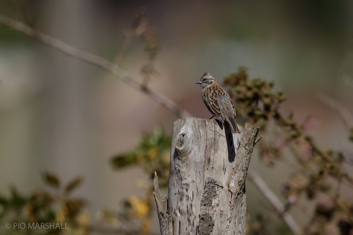 Rufous-collared Sparrow - Pio Marshall