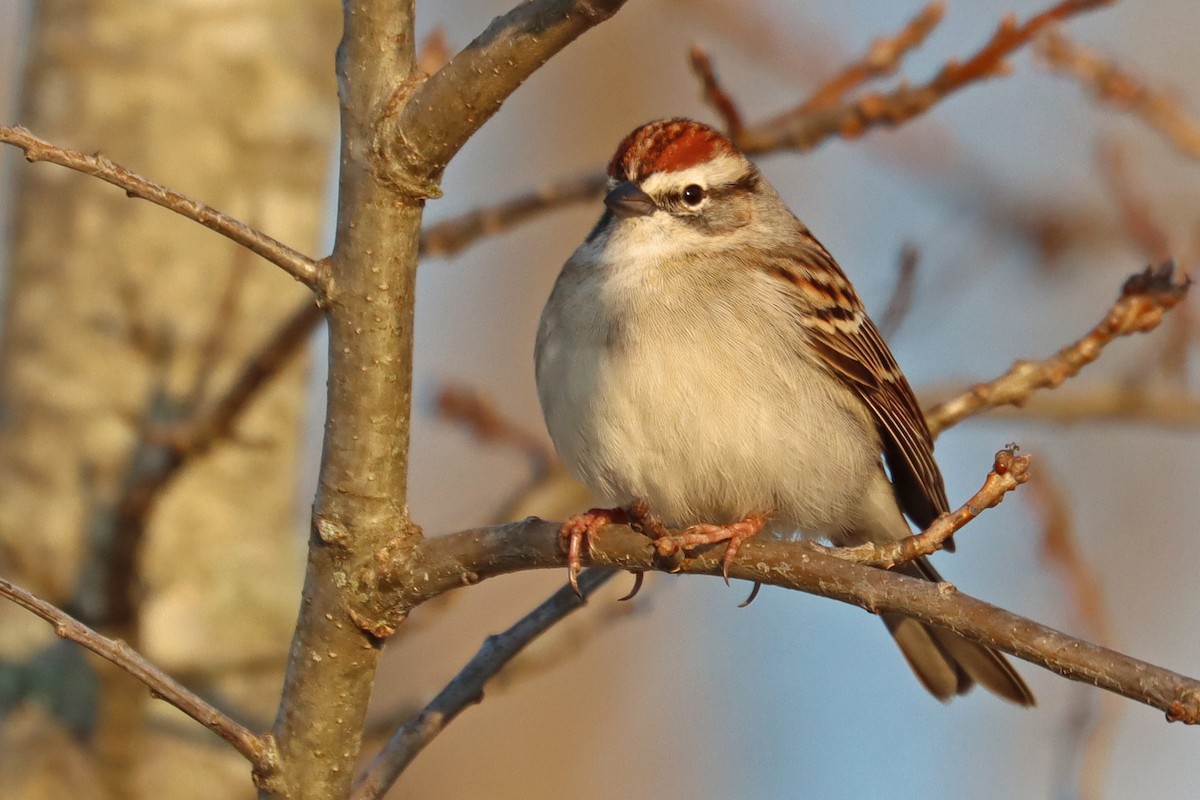 Chipping Sparrow - ML615988484