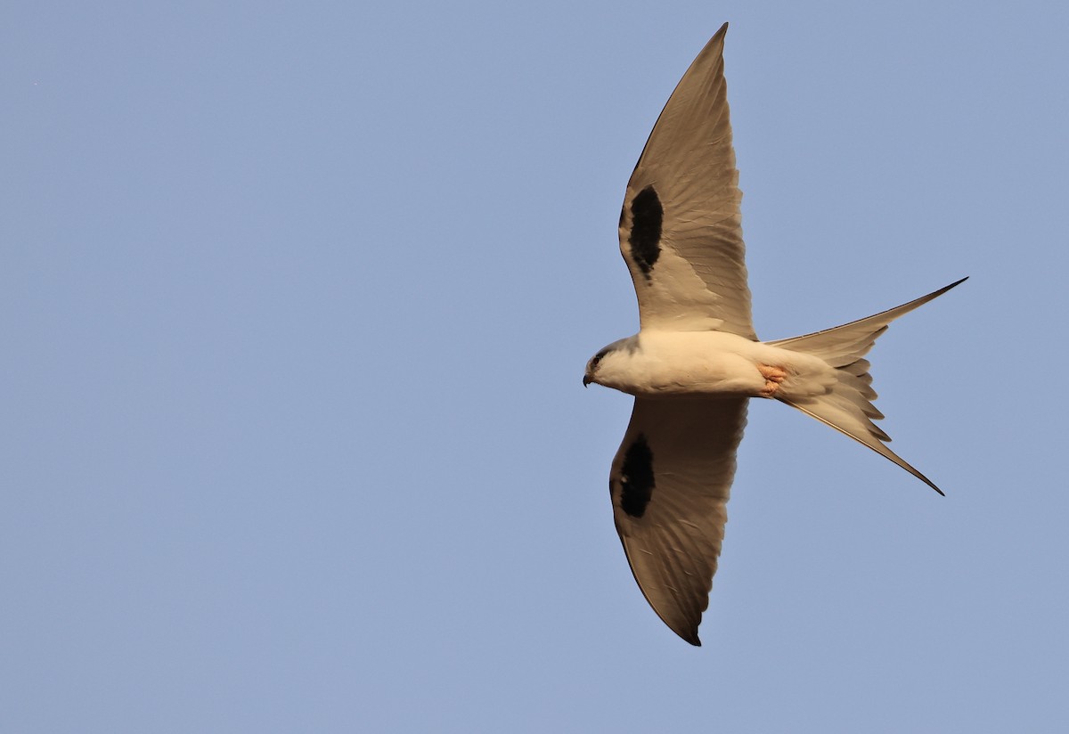 Scissor-tailed Kite - ML615988539