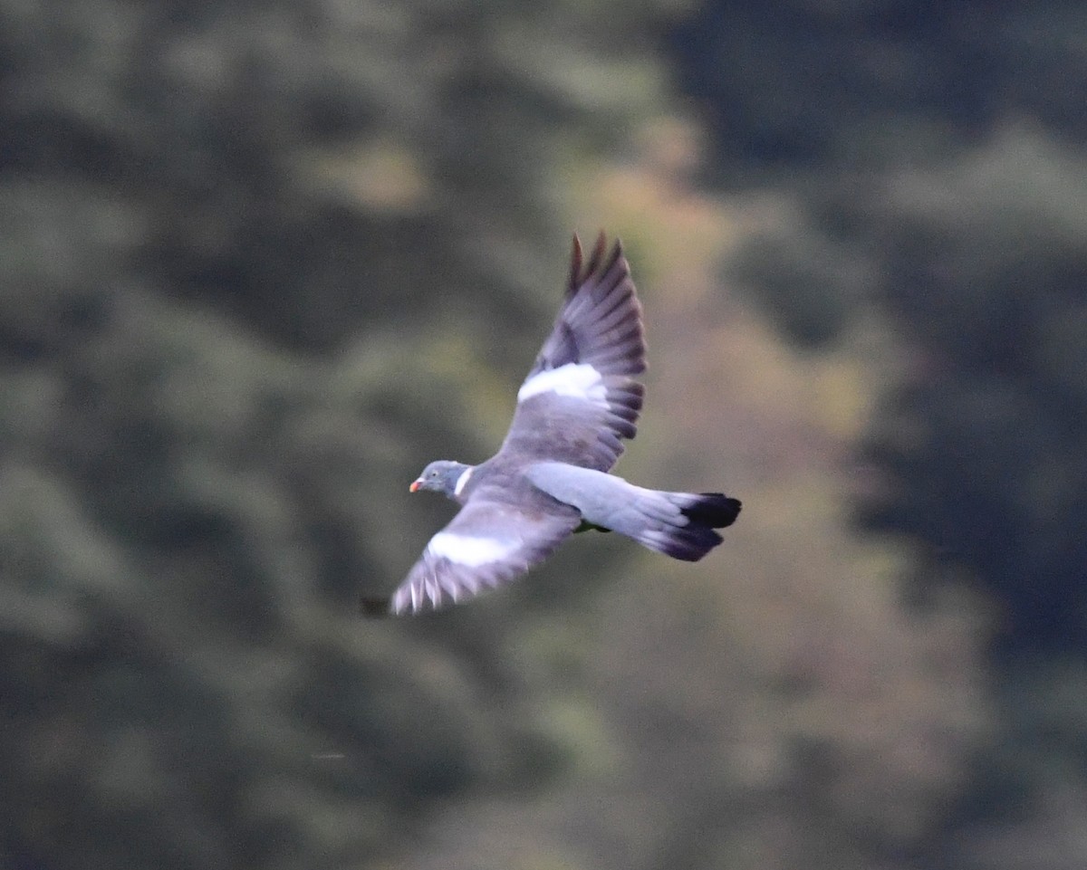 Common Wood-Pigeon (White-necked) - ML615988559