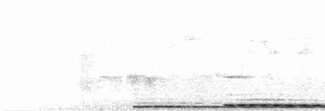 Cucal Cejiblanco (superciliosus/loandae) - ML615988619