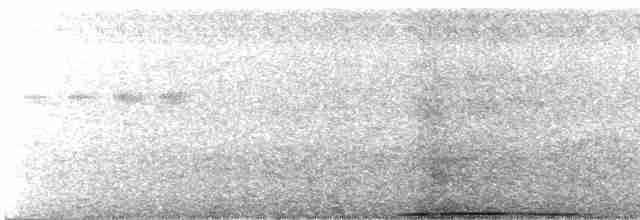 Cucal Cejiblanco (superciliosus/loandae) - ML615988620
