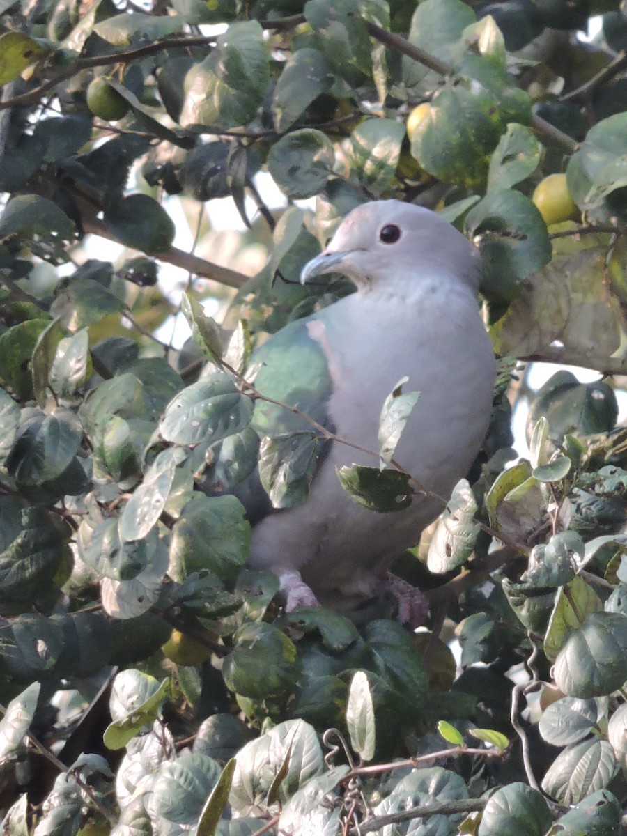Green Imperial-Pigeon - ML615988660